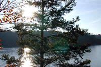 Baum am Stausee Ottensein