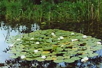 Seerosen im Teich