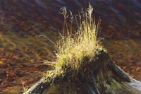 Wasserlandschaft