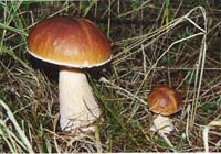 Steinpilze